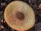 Óriás csiperke (Agaricus augustus), Budai-hegység